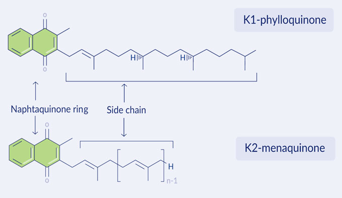 K1-phylloquinone and K2-Menaquinone